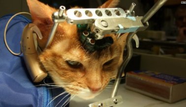 Gatos Torturados y Asesinados en Laboratorio Universitario Gatos Torturados y Asesinados en Laboratorio Universitario