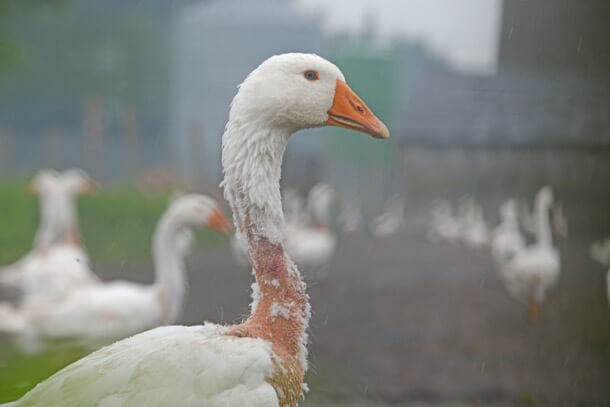 duck-defeather-down-animals for clothing