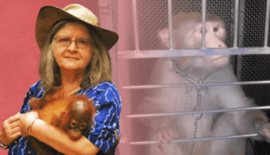 La Dra. Biruté Galdikas Pide a los NIH que Detengan los Experimentos ‘Sin Sentido’ de Terror en Monos