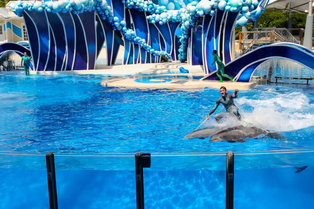 delfins en seaworld