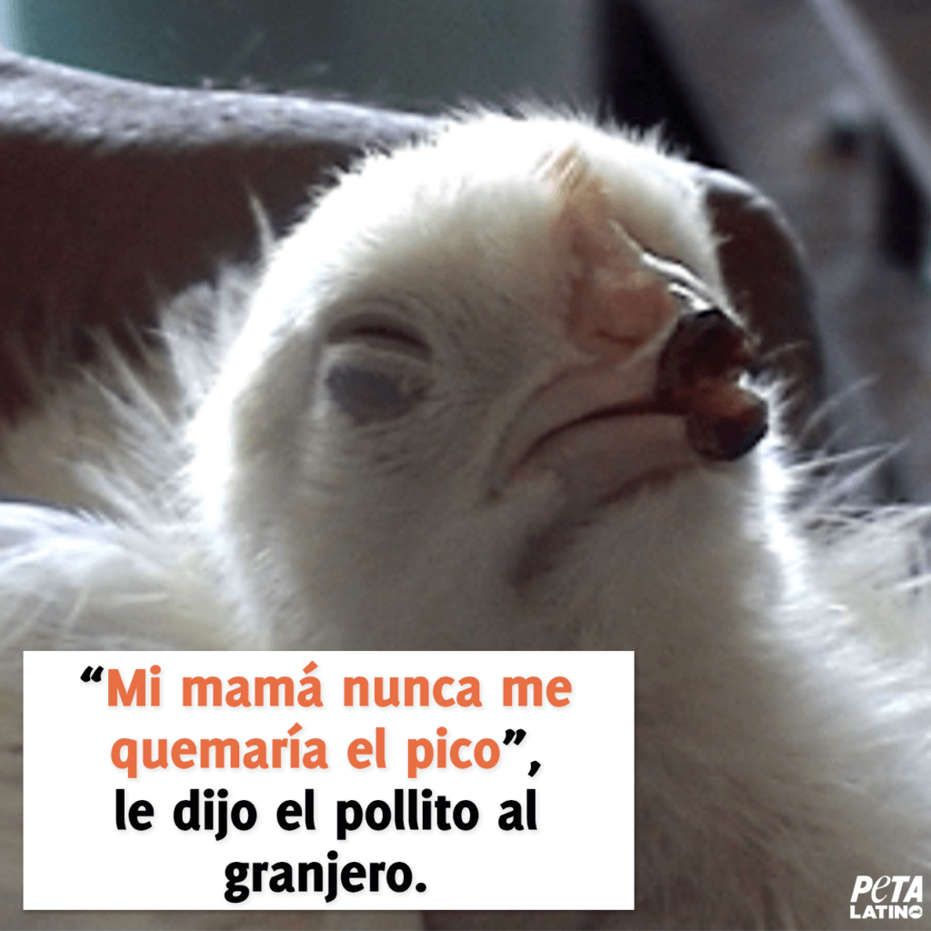 El pollito