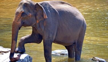 Muerte de Elefanta Embarazada Demuestra que los Elefantes te Necesitan Ahora