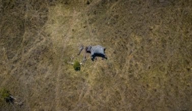 Elefante Descuartizado en Pedazos con Motosierras por Cazadores
