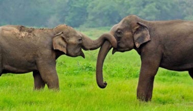 El Circo Garden Bros. Elimina Discretamente la Mención de Elefantes en su Sitio Web
