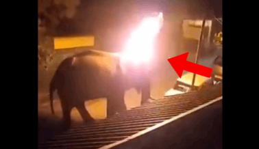 Hombres Fueron Captados en Cámara Prendiéndole Fuego a un Elefante