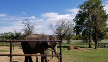 PETA Pide a las Autoridades Federales que Investiguen a Endangered Ark Foundation Tras Ataque de un Elefante