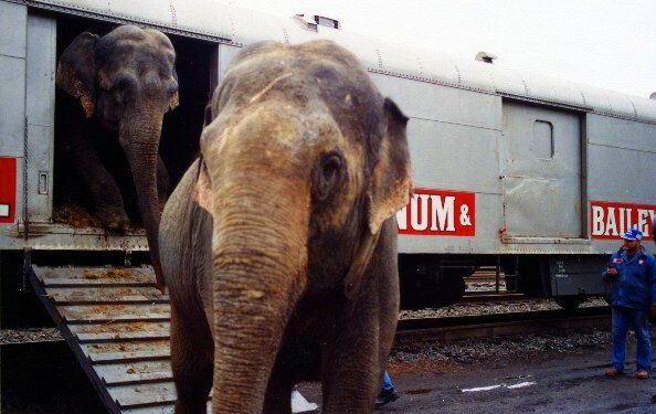 elephant-boxcar