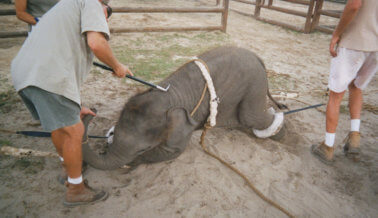 ¡Progreso Para los Elefantes Cautivos! Los Zoológicos de AZA Abandonan los Bullhooks