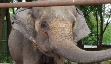 Descubre Aquí lo Triste de las “Pinturas Hechas Por Elefantes”