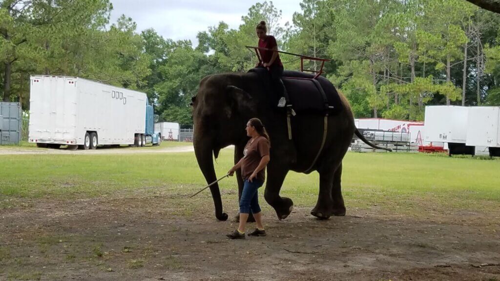 Elephant Ride