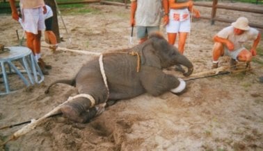 CIRCO RINGLING BROS. LLEGA A SU FIN