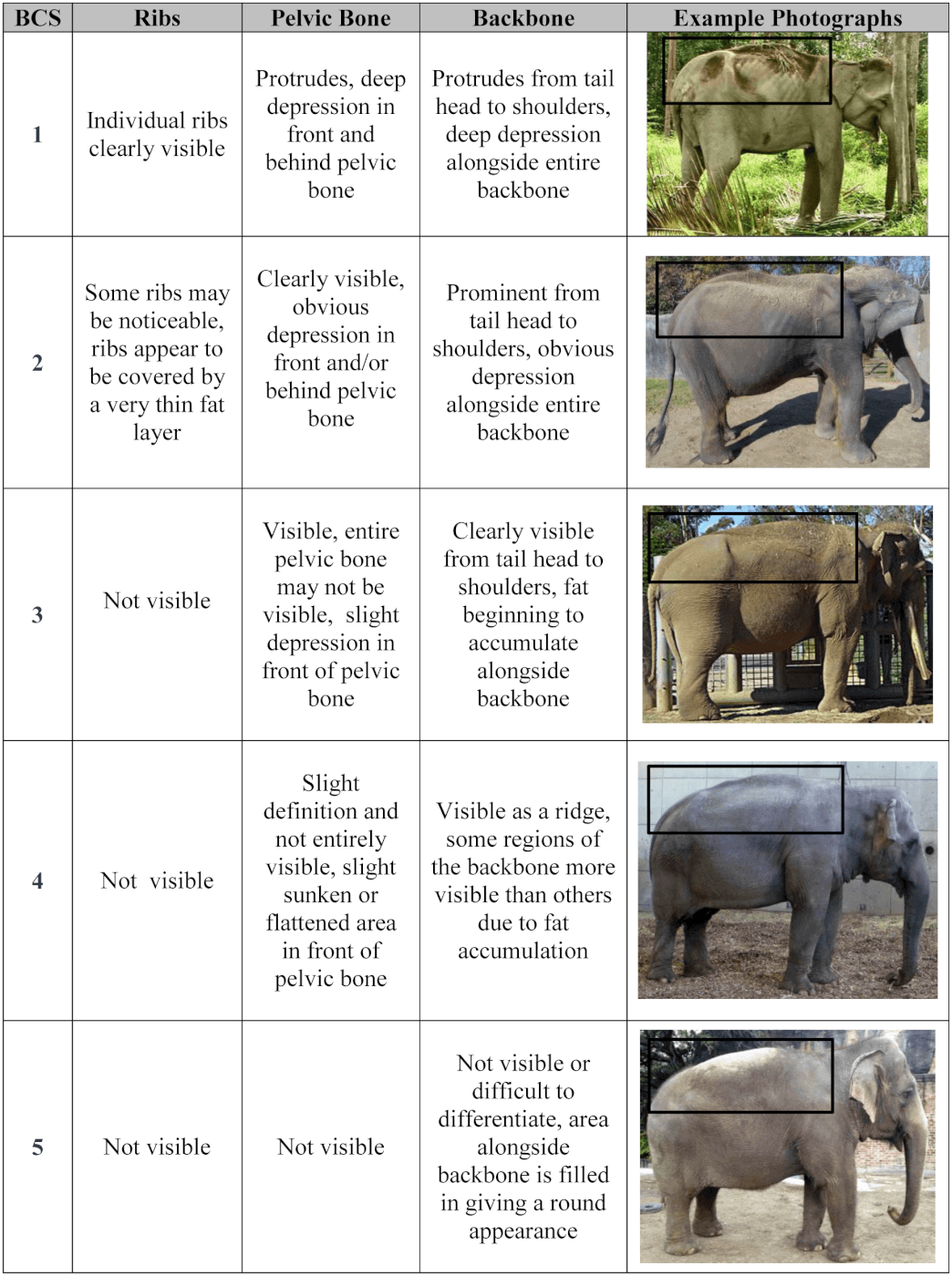 Asian Elephant Classification Chart