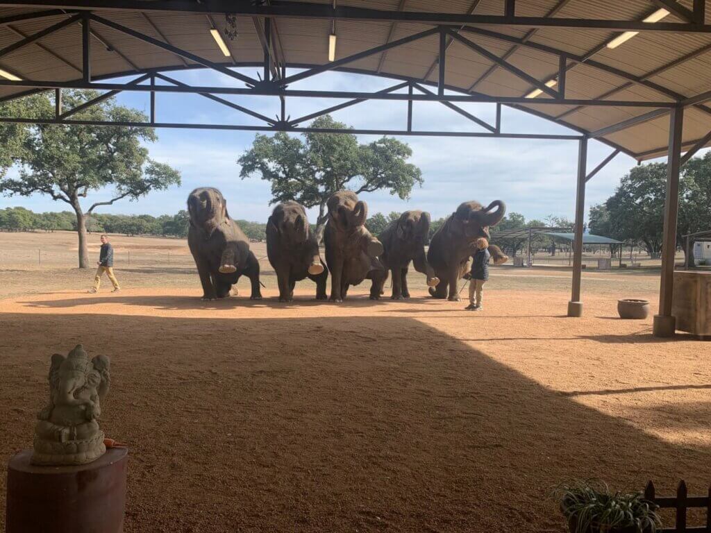 Elephants in training