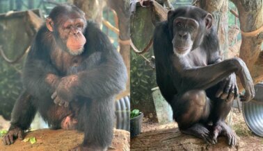 Se Cierra el Telón: No Hay Más Chimpancés en Hollywood