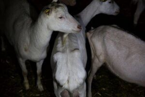 cabras enfermas