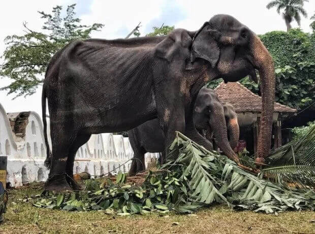 Tikiri the emaciated elephant
