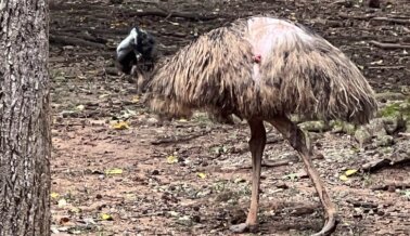 Fotos: Violaciones de los reglamentos del USDA y cómo detectarlas para ayudar a proteger a las aves