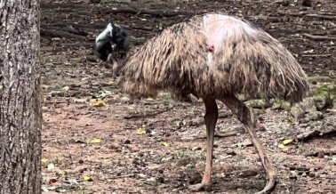 Fotos: Violaciones de los reglamentos del USDA y cómo detectarlas para ayudar a proteger a las aves