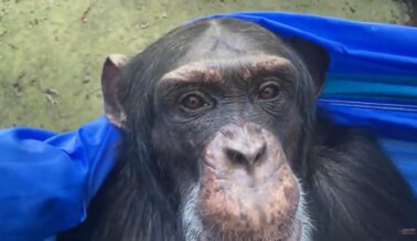 Dile a Aya Katz que el chimpancé Bow merece algo mejor Dile a Aya Katz que el chimpancé Bow merece algo mejor