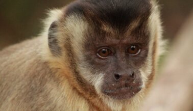 Detén el espectáculo: exige que Apple implemente la prohibición de primates ya Detén el espectáculo: exige que Apple implemente la prohibición de primates ya