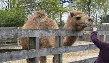 Exígele al parque de atracciones Cedar Point que deje de tener animales Exígele al parque de atracciones Cedar Point que deje de tener animales