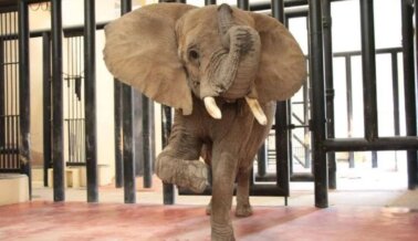 Urgente: ¡Alza la voz por una elefanta solitaria en México!