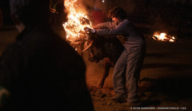 Ayudemos a poner fin al sádico festival del toro de fuego en España