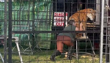 Está previsto que tigres, osos y otros animales silvestres aparezcan en estas ferias Está previsto que tigres, osos y otros animales silvestres aparezcan en estas ferias