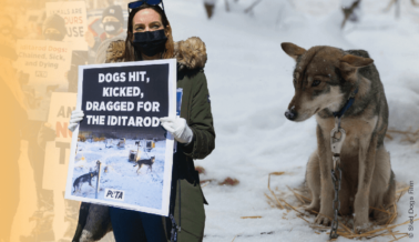 Insta al Dueño de Atlanta Braves a Alejarse del Cruel Iditarod