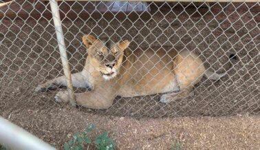 Kirshner Wildlife Foundation viola el bienestar, las leyes y la seguridad de los animales: ¡actúa hoy!