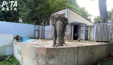 50 años de prisión: la elefanta Miyako necesita tu ayuda