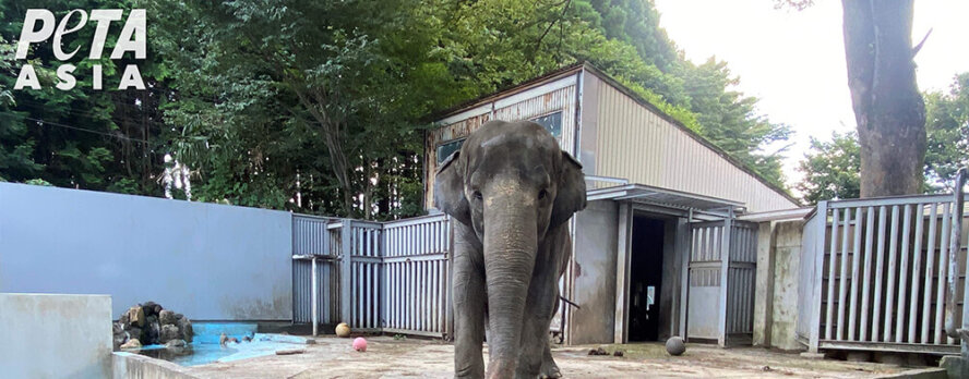50 años de prisión: la elefanta Miyako necesita tu ayuda