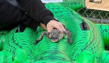 ¡Diles a los Portland Pickles que cancelen la cruel “Noche de animales de zoológico”! ¡Diles a los Portland Pickles que cancelen la cruel “Noche de animales de zoológico”!