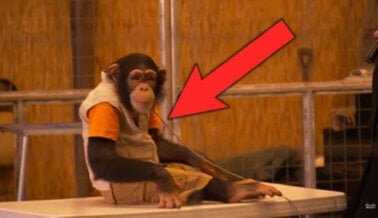 Dile a esta familia de circo: El espectáculo NO debe continuar. ¡Retiren a los chimpancés! Dile a esta familia de circo: El espectáculo NO debe continuar. ¡Retiren a los chimpancés!
