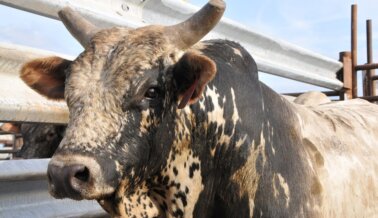 San Diego Padres planea organizar un violento rodeo, ¡actúa ahora!