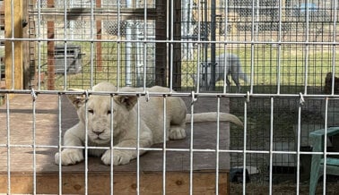 Federales Citan a “Single Vision” Después de que PETA Reporta Peligrosas Interacciones Directas con Grandes Felinos