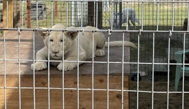 Zoológico de Carretera ‘Single Vision’ Solo ve Explotación de Cachorros