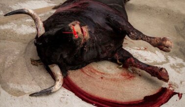 Lo que sucede en los encierros de toros de Pamplona
