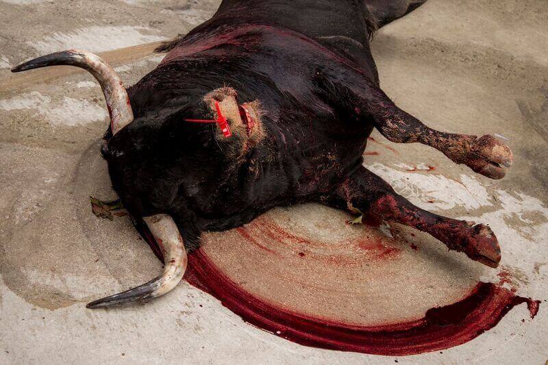 Toro desangrado, muerto en la arena de plaza de toros. pamplona san fermin
