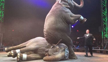 25 Veces que el Circo UniverSoul fue un Infierno para los Animales