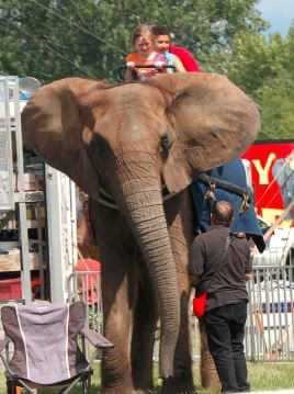 ent_misc_elephants_in_solitary_confinement_anna_louise_001