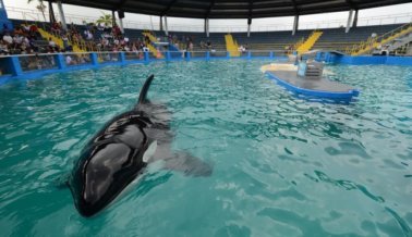 Nueva providencia renueva la esperanza para Lolita