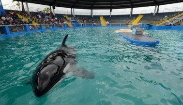 7 Razones por las cuales Lolita es la orca más sola y triste en el mundo