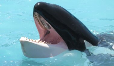 La Orca Kshamenk Ha Estado Atrapada en Mundo Marino por 30 Años: Esto Es Lo que Les Ha Ocurrido a Otras Orcas Encerradas Allí