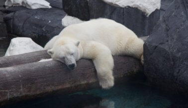 La osa polar Szenja muere de tristeza y en soledad, sospecha PETA