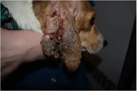 Investigación Envigo Beagle Con Infección 