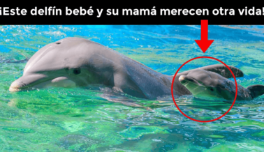 El Abuso Sexual de Animales en SeaWorld Expuesto, Ayuda a Detener Este Programa de Reproducción