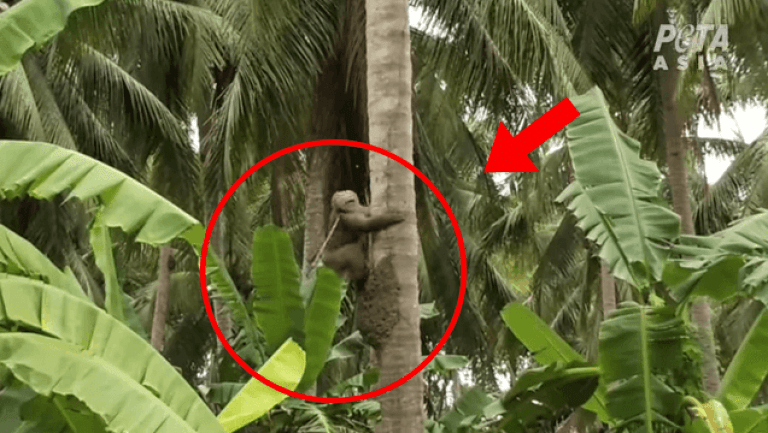 mono forzado juntar cocos