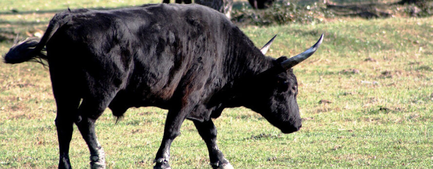 5 formas de actuar por los toros en el Día Mundial Antitaurino y después