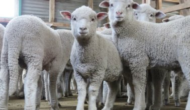 Proveedor de ‘Lana Sostenible’ de Patagonia: Corderos Desollados Vivos